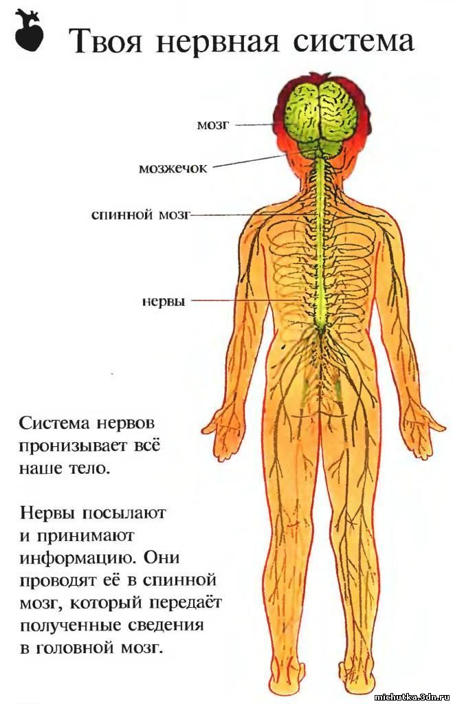 Нервная Система Человека Фото В Полный Рост